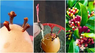 Growing Clove Tree at home is Very Very Easy | How to grow clove tree from cloves