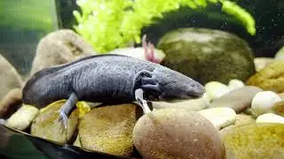 Uncovering the Regenerative Secrets of Axolotls