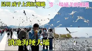 中國雲南16天自由行（7）來昆明必去＂滇池-海埂大坝及滇池海埂公園＂看成千上萬的紅嘴鷗吸引了百萬遊客來參觀 Dianchi Lake - Haigeng Dam 《🐷🐔Susan阿嬤旅遊生活-280》