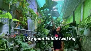BIG LEAVES, BIG LOVE 🌱💚| Looped video | no sound. fiddleleaffig #plantlover #cleaning the #leaves 