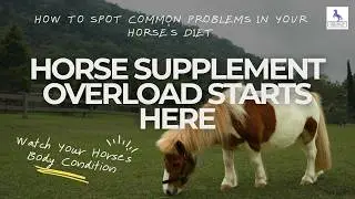 Horse Supplement Overload Starts Here