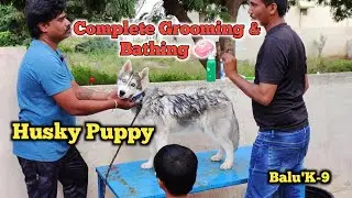 Complete grooming and bathing 🧼 Husky Puppy @BalusK9Dogtraining