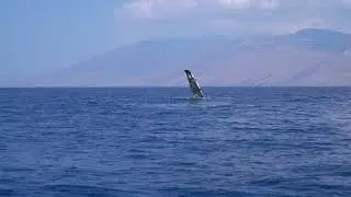 EPIC Pectoral Fin Slapping in Humpback Whales 1080p