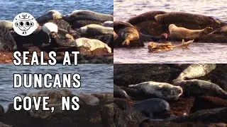 Seals at Duncan's Cove, Nova Scotia