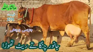 جرسی چولستانی تازہ سوئی خوبصورت گاۓ برائے فروخت ان پاکستان اینڈ یوٹیوب 26/1/2026#03055692351 