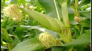 Amazing Agriculture Farm Technology - Life cycle of sweet corn .By #Tipsandinfotube#