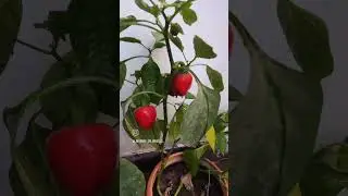 #smalltour of my #smallgarden  #smallgardenideas