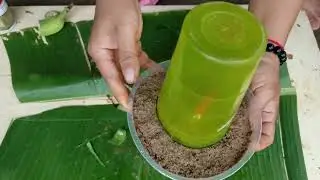 Simple method propagate Chilli Tree in Egg shell with aloe Vera to have more Fruit
