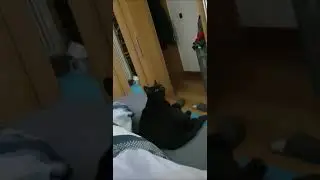 Cat sees ghost?