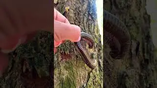 Giant Millipede Found Hiding Inside Rotten Log! Shocking Discovery in the Wild #GiantMillipede 4