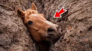 Лошадь плакала и умоляла о помощи. Вы не поверите, кто её спас!
