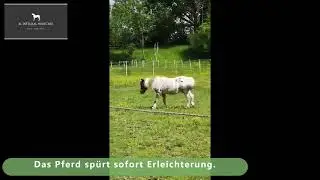 Heilung Hufrehe - Fallbeispiel aus dem Online Hufkurs