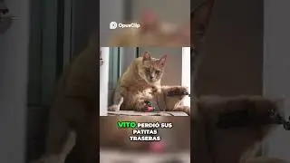 &iexcl;Vito, el gato bi&oacute;nico que super&oacute; un accidente y ahora vuela alto! #datoscurisos