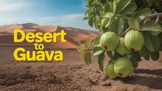 Impossible Desert Transformation How We Grew a Lush Guava Orchard from Sand