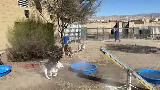 Koolfog Outdoor Misters Keep Dogs Cool at Animal Campus