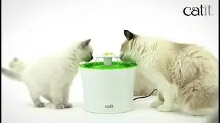 7 Things Your Cat Wants On Amazon