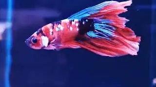 Tropical Freshwater fish at The Aquatic Design Centre