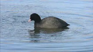 Foulque macroule
