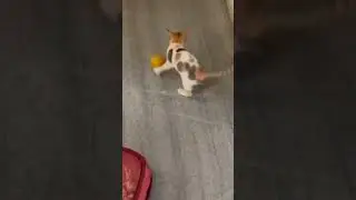 Kitten playing with ball, funny