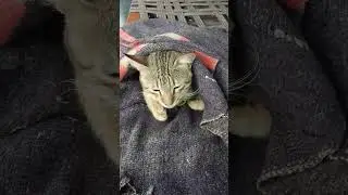#weather is so cool cute cat is sleeping#