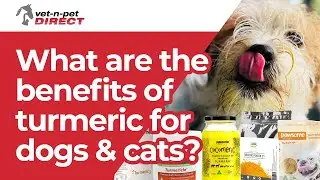 What are the benefits of turmeric for dogs and cats?