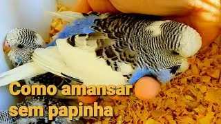 COMO AMANSAR O PERIQUITO AUSTRALIANO SEM DAR PAPINHA 4K