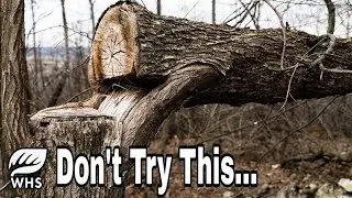 #1 Deer Habitat Improvement Fad
