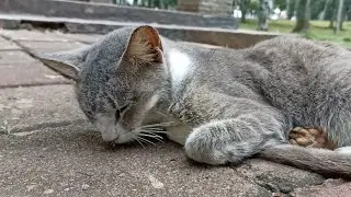 Waking up stray cats for food