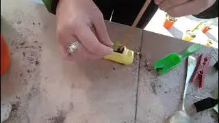 Plantando un fitito suculento 🌵