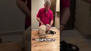 🔥 Dog Seatbelt Harness Unboxing and Review! ✅  #productreview #unboxing