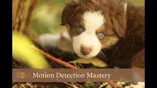 The Secret World of Dog Vision