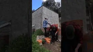 Another wet week on the farm #shorts #youtubeshorts #farmlife #diy #portugal