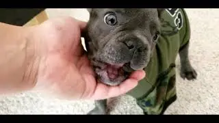 First time frenchie wearing a shirt