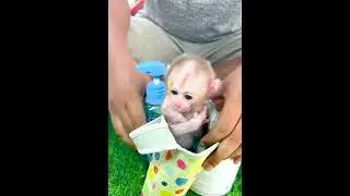 Tiny Monkey With Big Personality