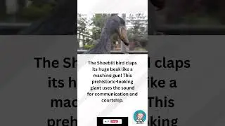 Shoebill &ldquo;MACHINE GUN&rdquo; bird. #freakyfacts
