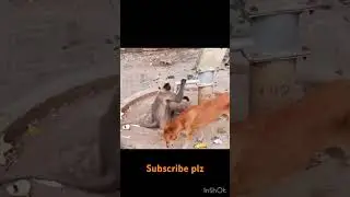 🙉Amazing monkey videos 🐒#4k #trending #animals #funny #youtubeshorts #respect #viral ❤️❤️🙏🙏🙏