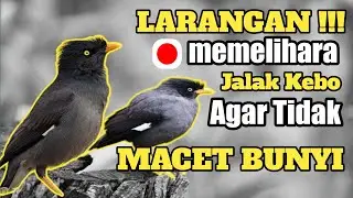 STOPP !!! Jalak Kebo Gak Bakal Gacor || LARANGAN Memelihara Jalak Kebo || TERBUKTI AMPUH