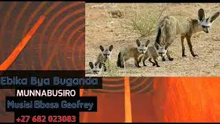 EBIKA BYA BUGANDA, OLUYIMBA LWA MUNNABUSIRO OLUKWATA KU BIKA®®#MUNNABUSIRO #OLULASANGEYE