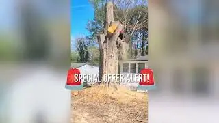 **Expert Tree  Removal Near me. Licensed & Fully Insured