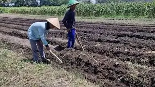 GENIUS FARMER SKILL: COVERING FERTILIZER PERFECTLY WITH SIMPLE HOE!  -Agriculture Farming