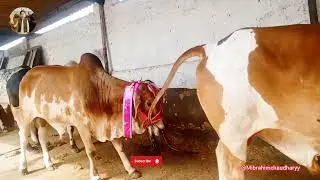 Qurbani Janwar 2025 | Beautiful & Strong Bulls for Eid-ul-adha