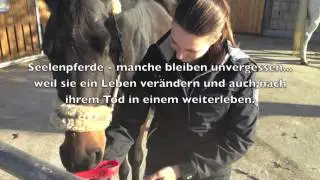 Helden sterben nie - mein Pferd