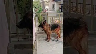 German shepherd lovers 🐶#gsds #germanshepherd