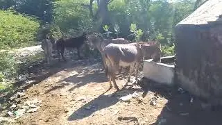 Donkey Life Enjoy Animals Desi Life 