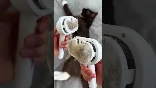 Perfect for cats & dogs! #cat #spray