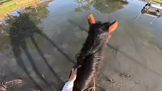 GoPro: Zephyr the Mustang (Beginner Novice | 2024 Ocala Summer II Horse Trials)