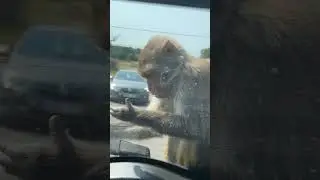 Monkey Drive Safari park #wildlife #uk #animals #longleat