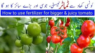 which add to potassium fertilizer in potted tomato plants | Which best organic potassium fertilizer