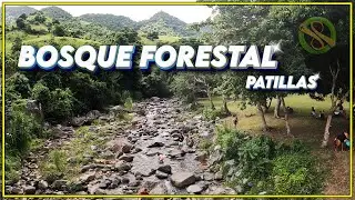 BOSQUE FORESTAL DE PATILLAS - PUERTO RICO