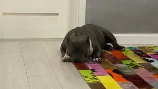 DOG LIFE AMERICAN BULLY CHAMPION ABKC . Puppies available from awesome boy.   #goldstarbully